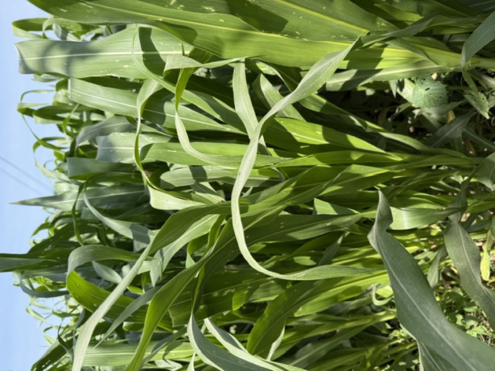 Milpa de San Lucas