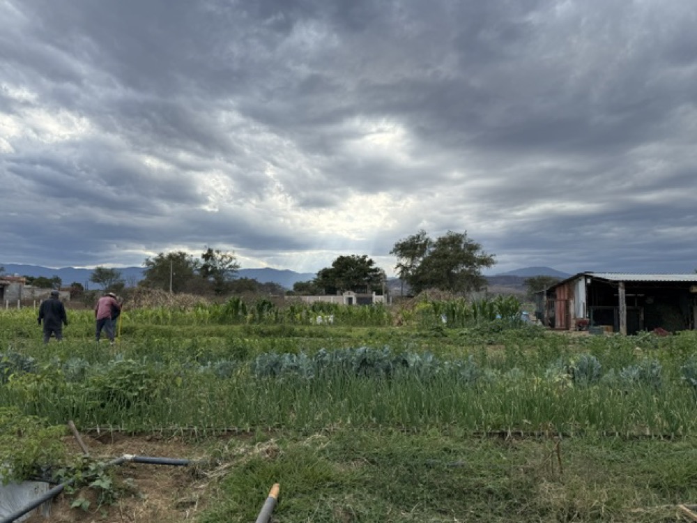 Visitantes caminando por Milpa San Lucas