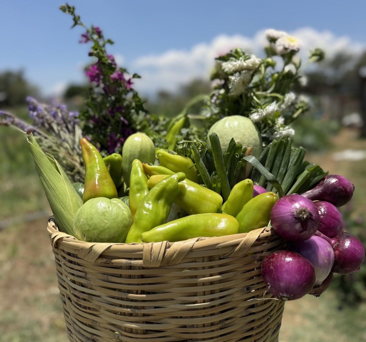 Canasta con la cosecha de Milpa San Lucas