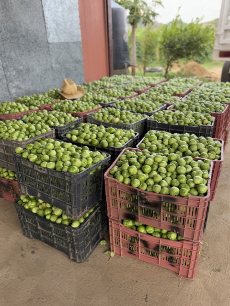 Cajas de tomatillos recién cosechados
