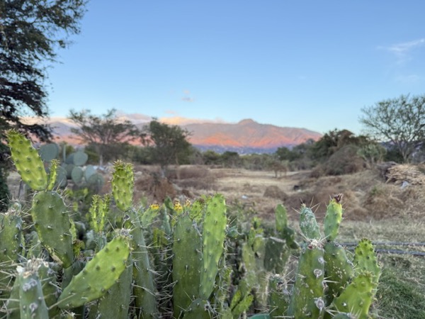 Nopal con las montañas al atardecer