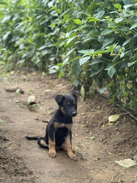 Cachorro en la milpa