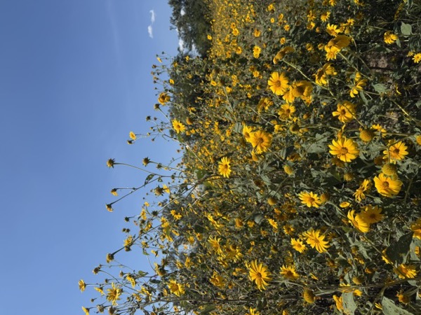 Flores silvestres en Milpa San Lucas